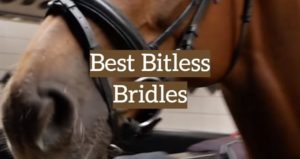5 Best Bitless Bridles