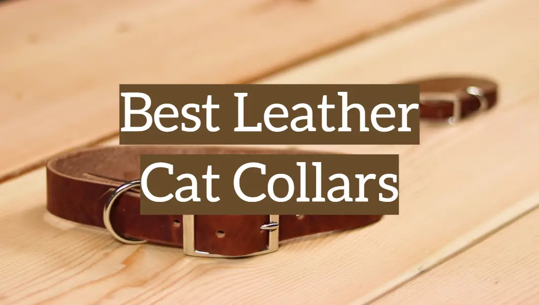 Top 5 Leather Cat Collars [2020 Reviews] Leather Toolkits