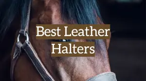 5 Best Leather Halters