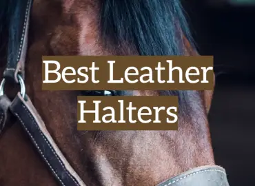 5 Best Leather Halters