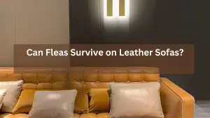 Can Fleas Survive on Leather Sofas?