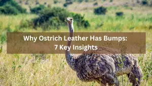 Why Ostrich Leather Has Bumps: 7 Key Insights
